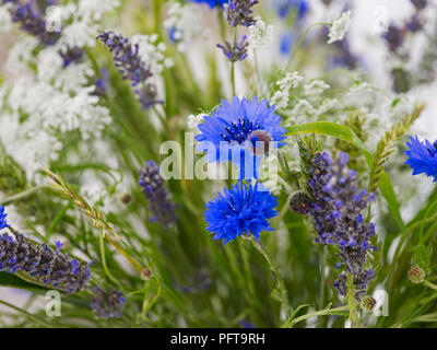 Fiori di prato floreale, inglese lavanda, Fiordaliso, mucca prezzemolo, erbe, un covone di grano Foto Stock