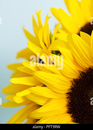 Petali di girasole, close-up Foto Stock