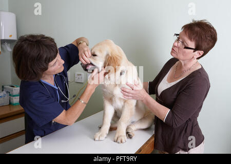 Il Labrador cucciolo essendo controllati da un veterinario. Controllo delle gengive e dei denti Foto Stock