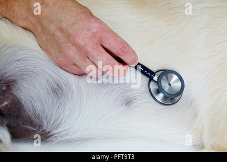 Il Labrador cucciolo essendo controllati da un veterinario. Ascoltare il battito cardiaco. Foto Stock