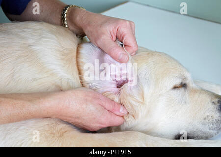 Il Labrador cucciolo essendo controllati da un veterinario. Controllo dell'orecchio Foto Stock