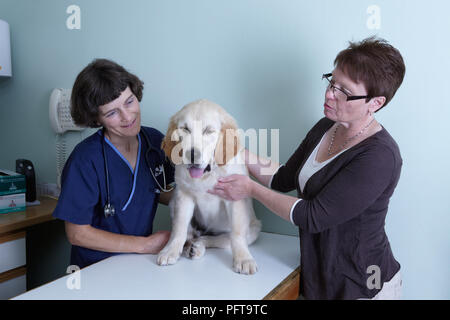 Il Labrador cucciolo essendo controllati da un veterinario Foto Stock