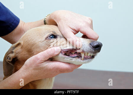 Lurcher essendo controllati da un veterinario. Controllo dei denti e della bocca Foto Stock