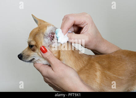 Chihuahua, orecchio pulizia nel salone di toelettatura. Foto Stock
