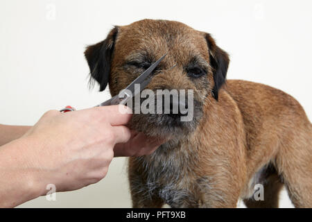 Border terrier, rivestimento a fresare utilizzando forbici Grooming in salotto Foto Stock
