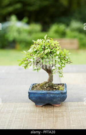 Ulmus parviflora (Olmo cinese) albero di bonsai Foto Stock