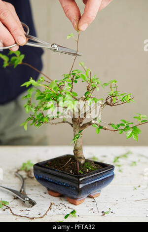 Ulmus parviflora (Olmo cinese), la potatura di rami Foto Stock