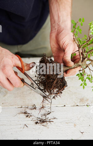 Bonsai Ulmus parviflora (Olmo cinese), mantenendo e repotting Foto Stock