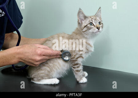 Kitten, femmina, 14-week-old, vet ascoltare il battito cardiaco Foto Stock