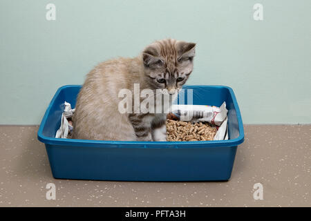 Gattino nella lettiera, femmina, 14-week-vecchio Foto Stock