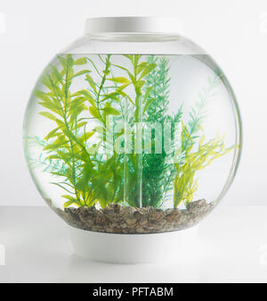 Goldfish Bowl contenenti piante artificiali Foto Stock