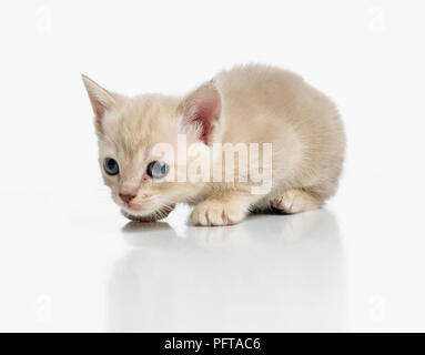 Croce birmano cucciolo di razza Foto Stock