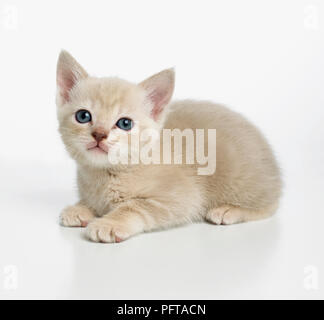 Croce birmano cucciolo di razza Foto Stock