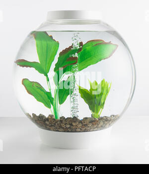 Goldfish Bowl contenenti piante artificiali Foto Stock