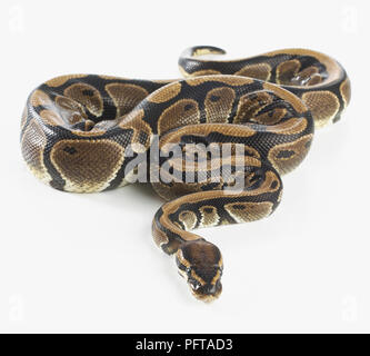 Royal Python (Python regius), 3-year-old femmina Foto Stock