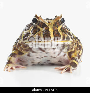 Argentina Rana cornuta, ornato di rana cornuta o Pacman Frog (Ceratophrys ornata) Foto Stock