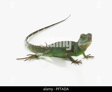 Acqua, drago verde drago di acqua o acqua cinese Dragon (Physignathus cocincinus) Foto Stock