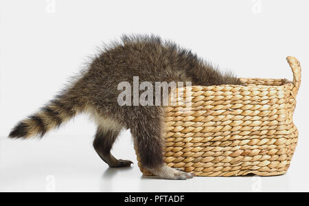 Raccoon (Procione lotor), 14 settimane maschi Foto Stock