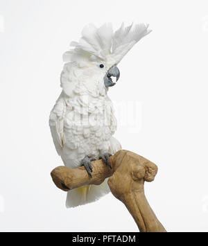 White Cockatoo, ombrello Cacatua (Cacatua alba), il 3-year-old femmina Foto Stock