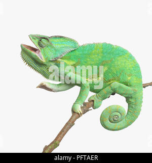 Yemen Chameleon, velata Chameleon (Chamaeleo calyptratus) Foto Stock