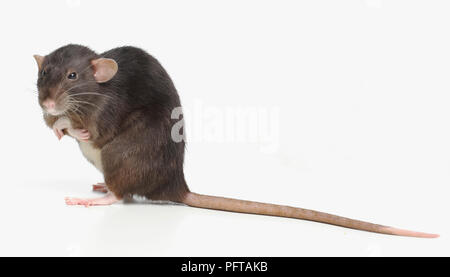 Dumbo rat, pet rat Foto Stock