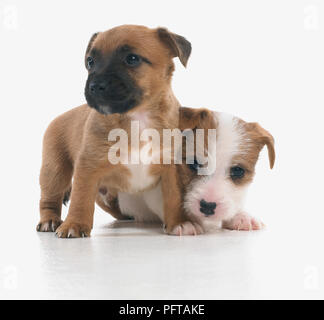 Jack Russell Terrier Lakeland cross, cuccioli, 5 settimane di età Foto Stock