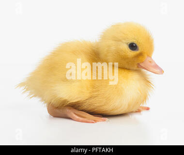 Giallo anatroccolo, anatra di chiamata Foto Stock