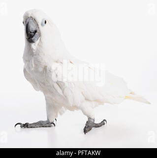 White Cockatoo, ombrello Cacatua (Cacatua alba), il 3-year-old femmina Foto Stock