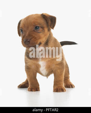 Jack Russell Terrier Lakeland cross, cucciolo, 5 settimane di età Foto Stock