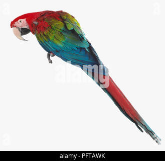 Verde-winged Macaw, rosso-verde Macaw (Ara chloropterus), Parrot Foto Stock