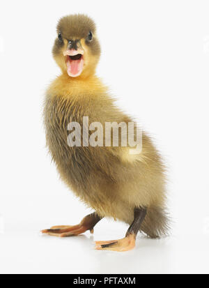 Anatroccolo marrone con piume di anatra di chiamata Foto Stock