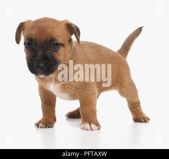 Jack Russell Terrier Lakeland cross, cucciolo, 5 settimane di età