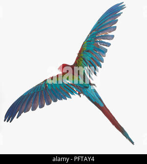 Verde-winged Macaw, rosso-verde Macaw (Ara chloropterus), Parrot, vista da sopra Foto Stock