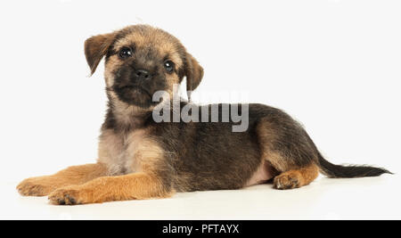 Border Terrier cucciolo Foto Stock