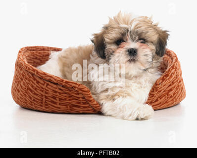 Shih Tzu cucciolo di cane, di 8 settimane Foto Stock