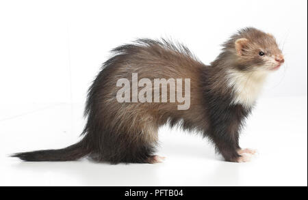 Ferret (Mustela putorius furo), giovane Angora Ferret, 14-week-vecchio Foto Stock