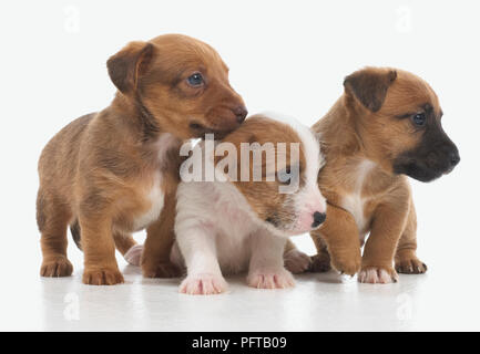 Jack Russell Terrier Lakeland cross, cuccioli, 5 settimane di età Foto Stock