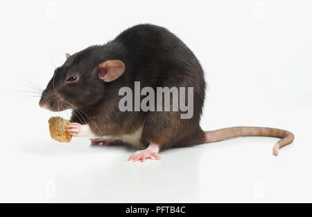 Dumbo rat, pet rat Foto Stock