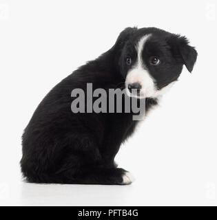 Bianco e nero sheepdog cucciolo, 7 settimane Foto Stock