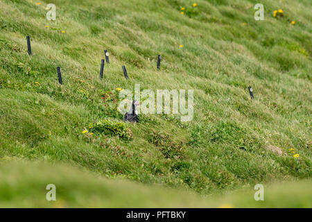 Un Atlantic Puffin si siede nel prato vicino è il nido dopo il ritorno dal mare in Dyrholaey, Islanda. Foto Stock