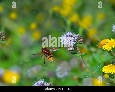 Hornet hoverfly Volucella zonaria battenti di menta selvatica fiori Agosto Foto Stock