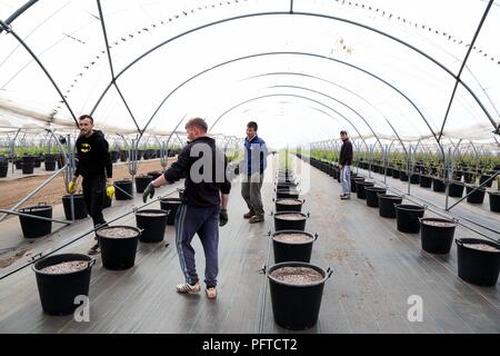 Angus frutta morbida fattoria, Arbroath Foto Stock