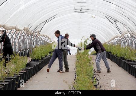 Angus frutta morbida fattoria, Arbroath Foto Stock