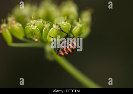 Colorfull bug camminando sulla pianta verde Foto Stock