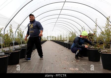 Angus frutta morbida fattoria, Arbroath Foto Stock