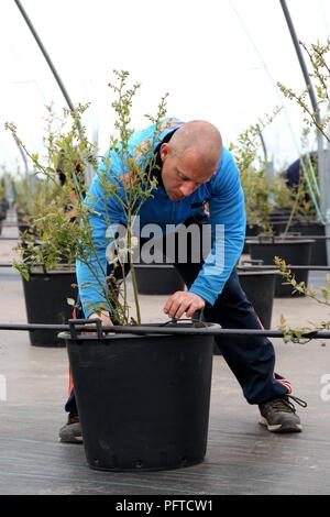 Angus frutta morbida fattoria, Arbroath Foto Stock