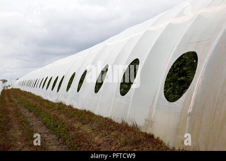 Angus frutta morbida fattoria, Arbroath Foto Stock