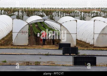 Angus frutta morbida fattoria, Arbroath Foto Stock