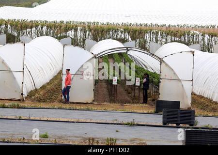 Angus frutta morbida fattoria, Arbroath Foto Stock