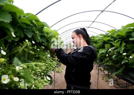 Angus frutta morbida fattoria, Arbroath Foto Stock